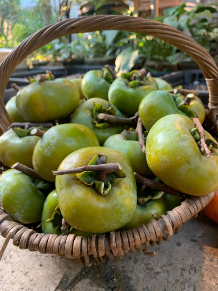お酒をつけて柿を干す、保存食をつくる生活Nanao