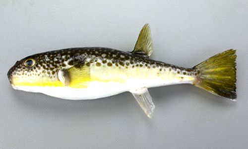 かわいいフグ特集！カラフル・小さい・大きいなど個性的な種類10選東京アクアガーデン