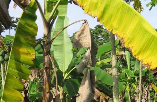 アメリカ Boragenとドール、バナナに有害な黒シガトカ病対策の自然農薬開発で協働Sustainable Japan