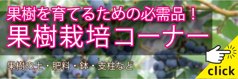 イチジク 無花果'Brown Turkey'の育て方・栽培方法