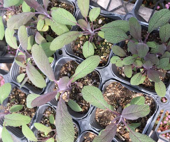 イタリアンパセリの育て方と特徴通常のパセリとの違いも徹底解説おにわにわ