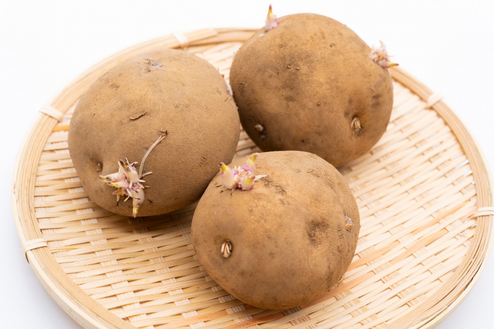 ジャガイモの種芋から芽が出て来て、今植え付けの準備をしてい 園芸相談Q＆Aみんなの趣味の園芸