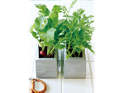 牛乳パックのプランターで野菜が育つよ！子どもと楽しむミニ菜園 - 育児情報誌 miku ミク