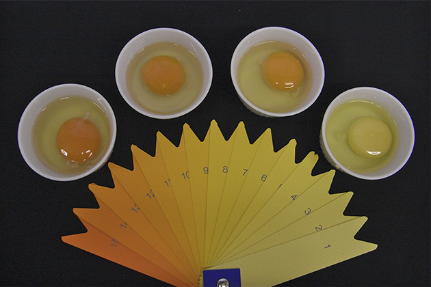 黄身の色が白い ホワイトたまご kg単位 東京たまごたまご農家の台所 WEB SHOP