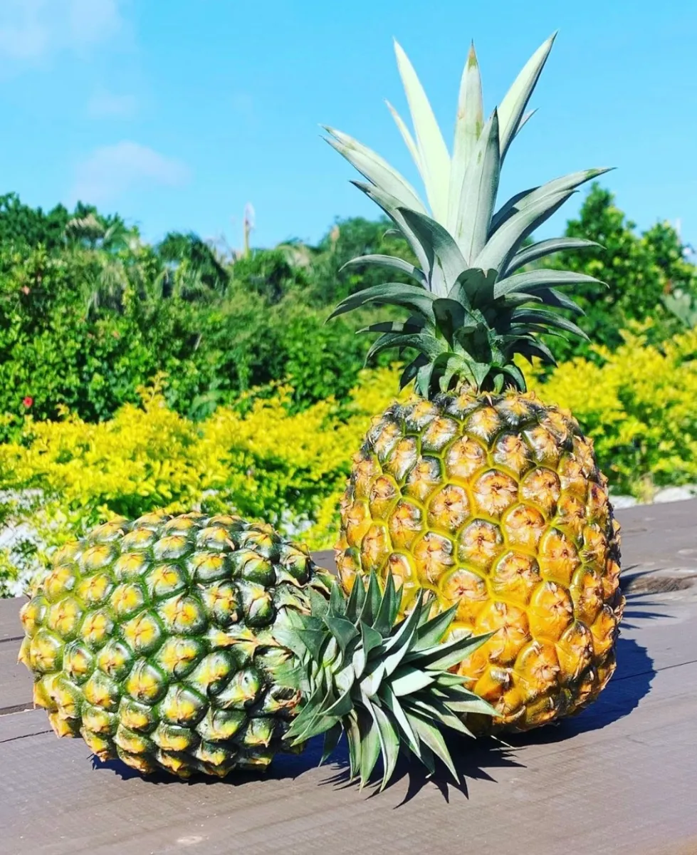 加工後に出る「芯」をドライフルーツとして商品化 サクッ!?と美味しいパイナップルの「芯」食感！ ～生産量日本一！沖縄県産パイナップル の生産者を応援!!～ファミリーマートサステナニュース