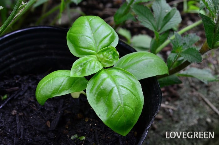 バジルの収穫の方法は？どこから切るのかや収穫のタイミング・収穫後の保存方法など紹介！えみhanaガーデン