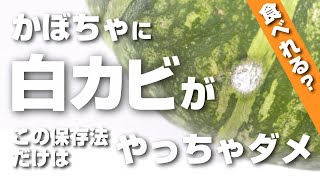 かぼちゃにカビが生えた！わたや種なら取り除けば食べれる？食・料理オリーブオイルをひとまわし