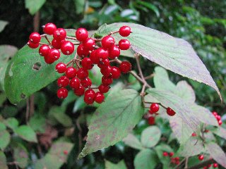 赤くてちっちゃくていかにも食べられそうな実 - いきもの は おもしろい