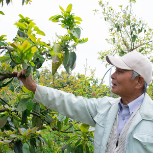 苦節10年、「日本一のアボカド産地」を目指す松山の取り組みハチイチペイパ
