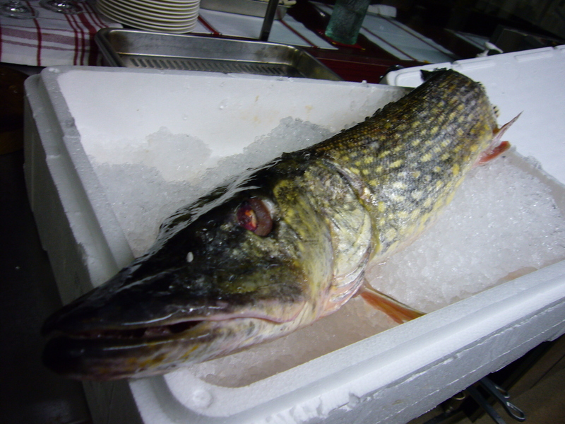 カワカマスのご馳走ができるまでカワカマスってレアな釣り餌じゃないと絶対釣れないの？ UNDAWN アンドーン