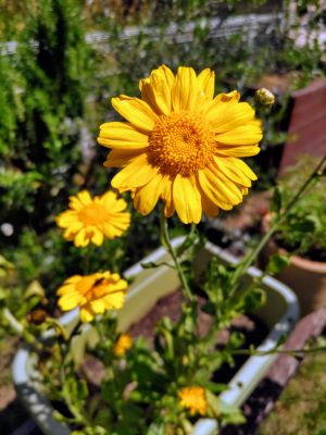 海老ときのこと大葉のデュクセルパスタ by にゃんぴょう。クックパッド簡単おいしいみんなのレシピが392万品