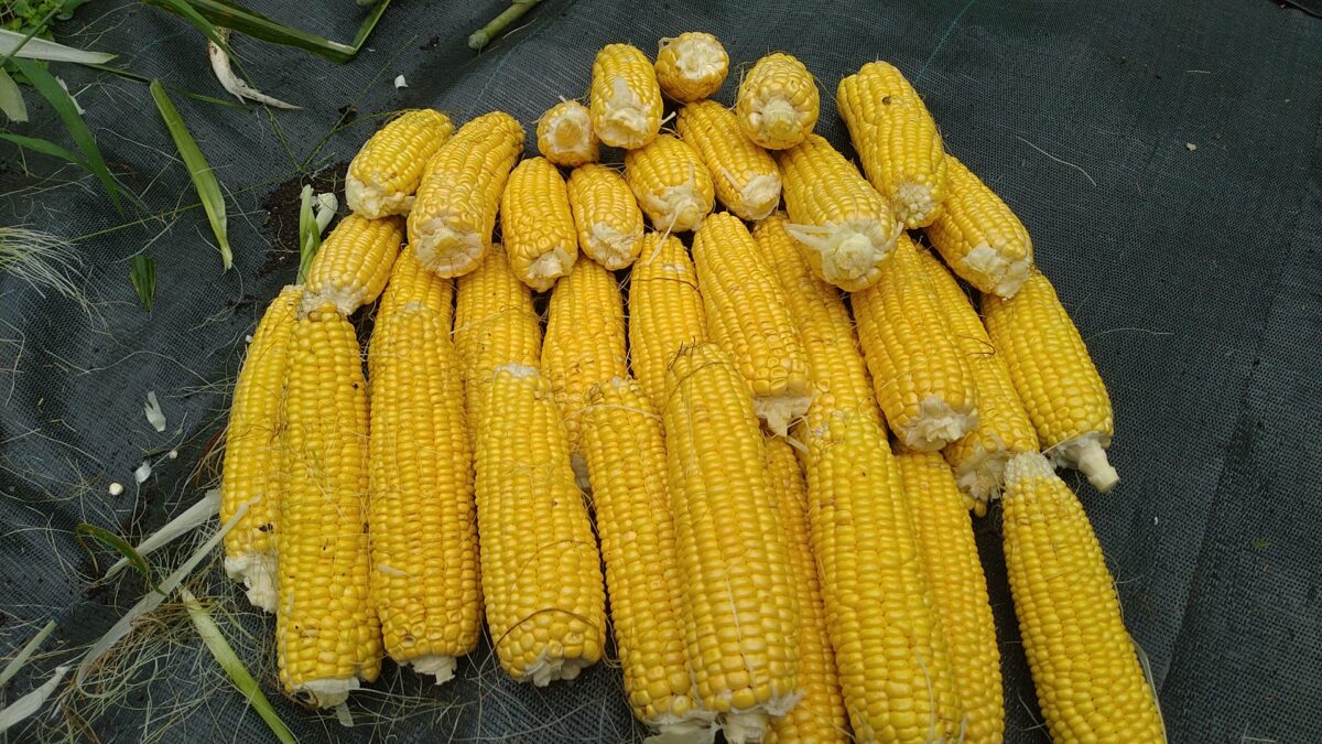 みわくのコーン®ゴールドラッシュ株式会社ウタネ