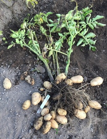 メークイン メークイーン じゃがいも ジャガイモ 馬鈴薯 品種の特徴 食べ方 選び方