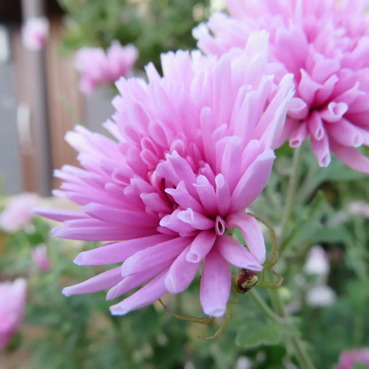 わが家の食用菊づくり-前年の株から出た芽をさし芽するか株分けした苗を露地の畝に定植します