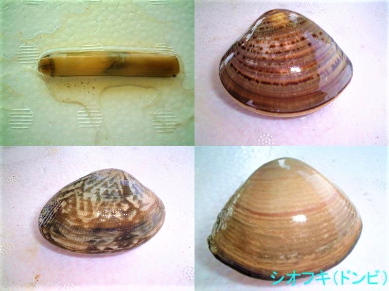 いくつ知ってる？ 日本で食べられる美味しい貝25選！高級な貝や地域性が強い貝を一挙に解説│キンクマ主夫の食卓