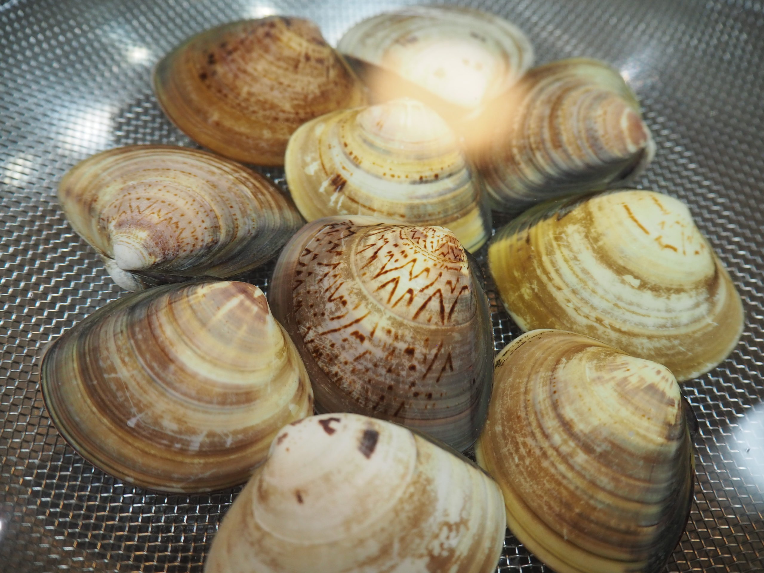 蛤の砂出し方法 レシピ・作り方 by ぺっころり - 楽天レシピ