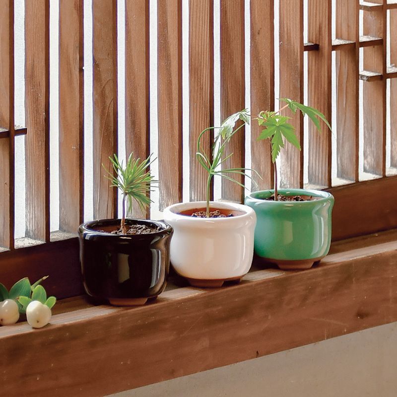 育てるカプセル まめ盆栽 - 聖新陶芸株式会社栽培キットの企画・製造・販売