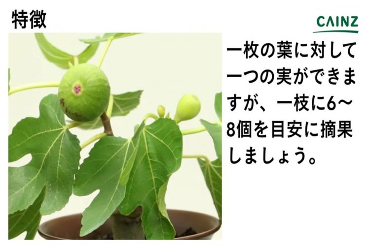 植物科学科 果樹 イチジクの収穫時期になりました – 島根県立出雲農林高等学校