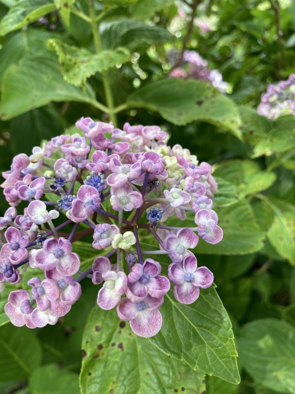 相談02856 アジサイ ポップコーン ピンク5号 - 正花園