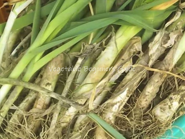 和風にしちゃいますよ。リーキの行方３いこまゆきこ料理家・食まわりのあれこれ