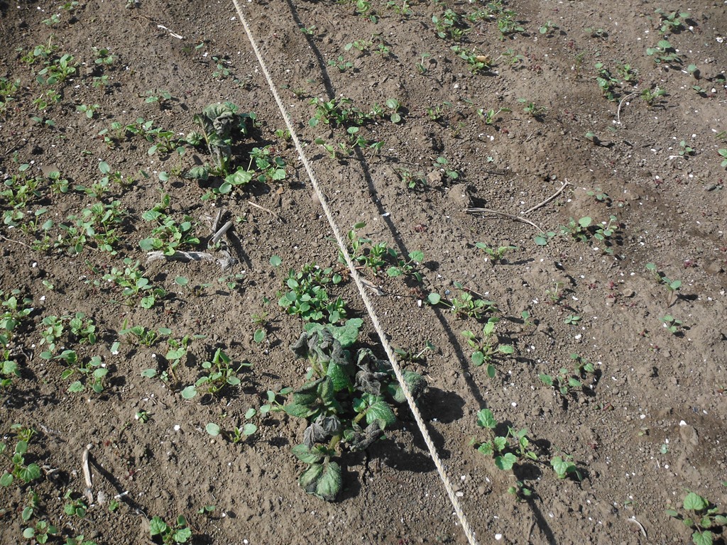 ジャガイモの葉が黄色くなってきて、元気がありません。病気で 園芸相談Q＆Aみんなの趣味の園芸