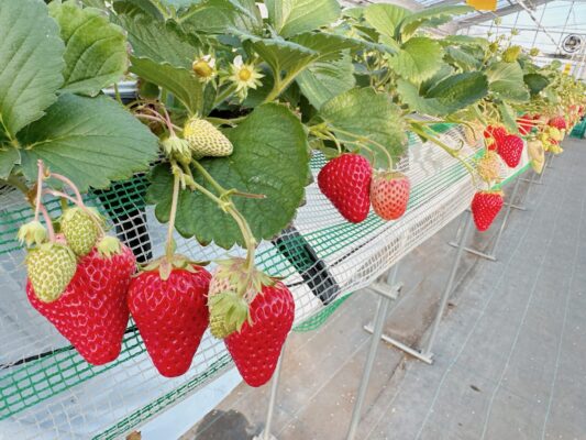 関西随一の広さを誇る農園で、甘くて美味しいいちごが食べ放題！ 『いちごICHIJYU フルーツファーム』でいちご狩りがスタート 猪名川町KissPRESS キッスプレス