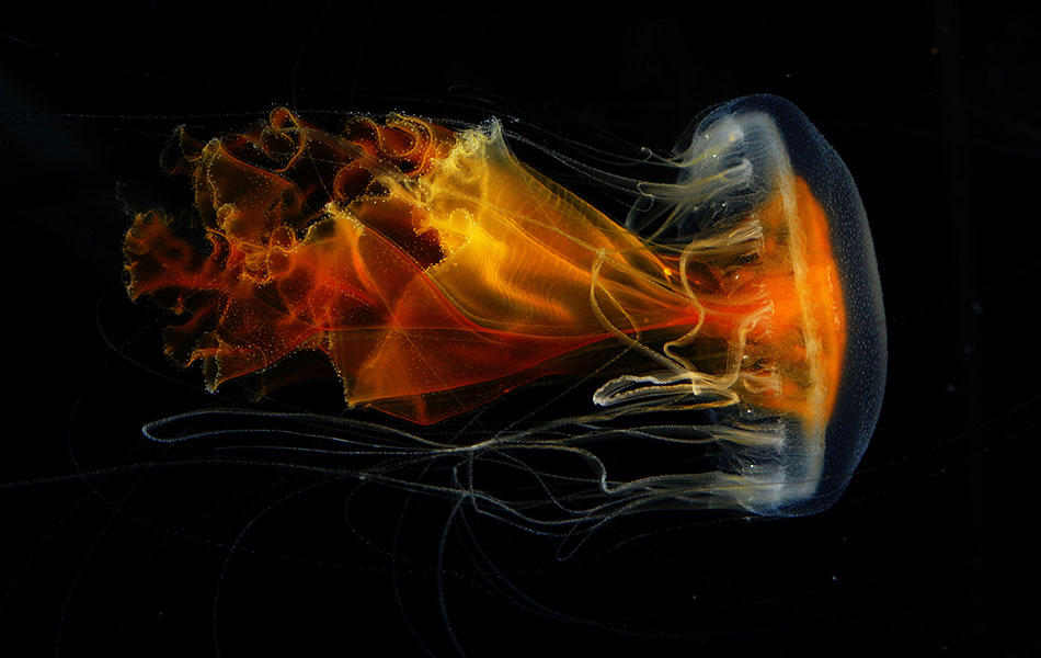 Twitterで目玉焼きに見える方続出！ Fried egg jelly という英名のクラゲ、コティロリーザ・ツベルクラータ。こちらでは長めの動画でご紹介します。 地中海にいるクラゲですが、展示しているのは当館生まれ、当館育ちです。 目玉焼きらしさに目が行きますが、口腕付属器