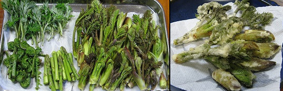 詳細あり👉をタップ✓あまねの生鮮昨年新発売で人気に♡ 朝採りタラの芽『もちタラ』あまねでは2種類のタラの芽を販売しています😃 今回ご紹介するのは太良衛門が栽培する『もちタラ』🌱🌱もち