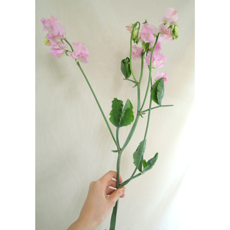 カクタ花農場 スイートピー栃木県青山フラワーマーケット花束・ギフトのオンラインショップ