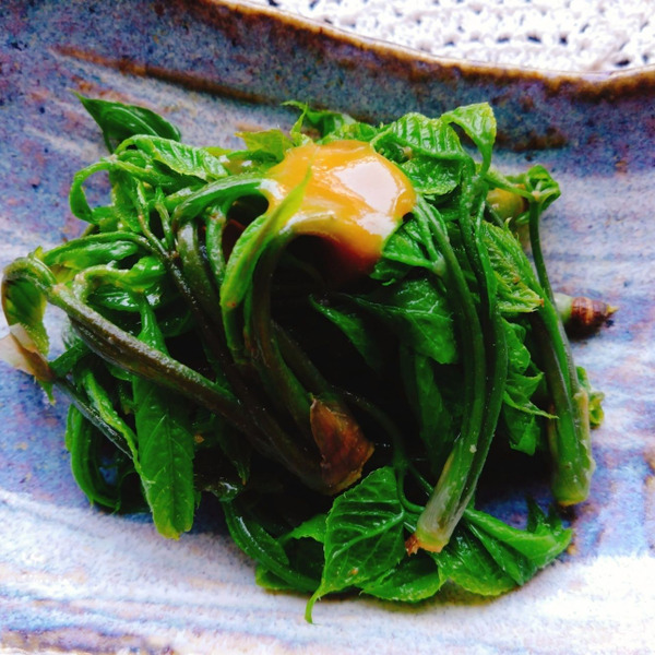 コシアブラ味噌とコシアブラの天ぷら - 山男の日記