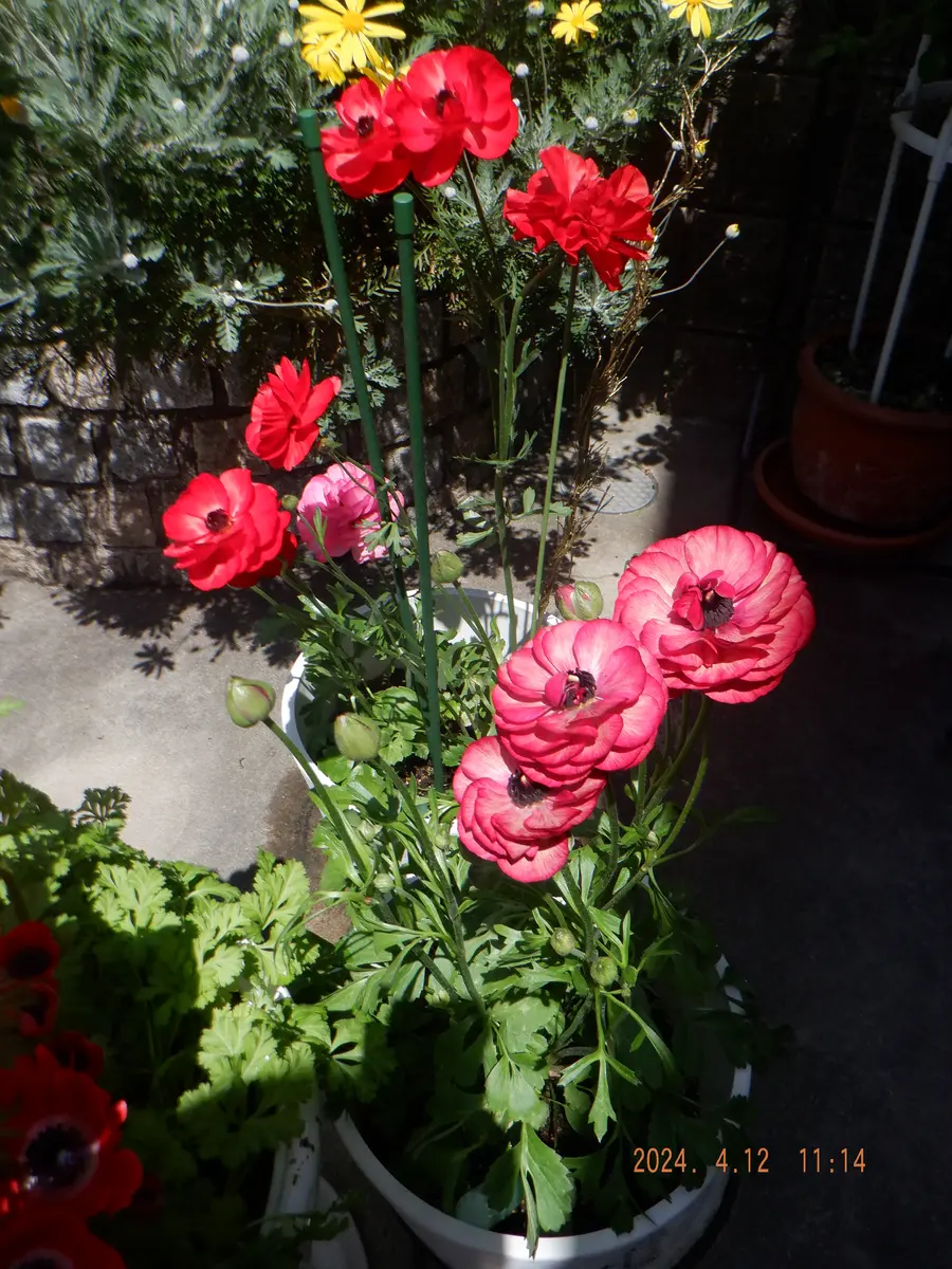 ラナンキュラス基本のお手入れ方法FLOWERかわいい花束を 送料無料 でお届け！毎日お得なオンラインのお花屋さん