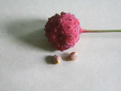 ハナミズキの実ｍａｒｕｓｅのひとりごと