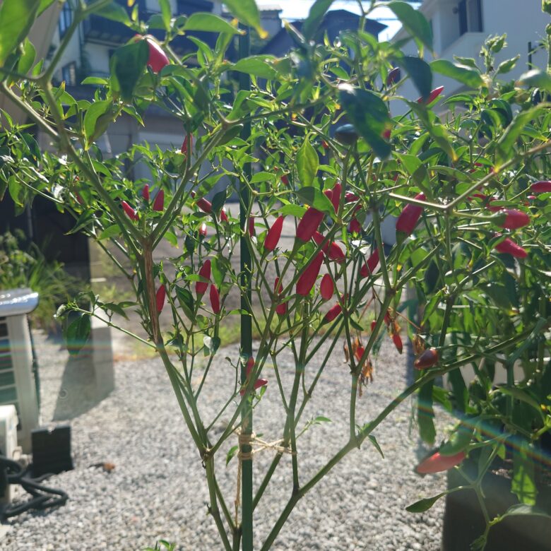 初心者でも失敗知らず！ 唐辛子の栽培方法 AGRI PICK連携企画 第8弾農業とITの未来メディア「SMART AGRI スマートアグリ 」