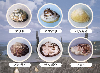 伊勢の海でいったい何が ハマグリが増えてアサリは減る“謎の逆転現象” 漁師たちが元の海に戻る日を願う理由 東海テレビ- Yahoo!ニュース