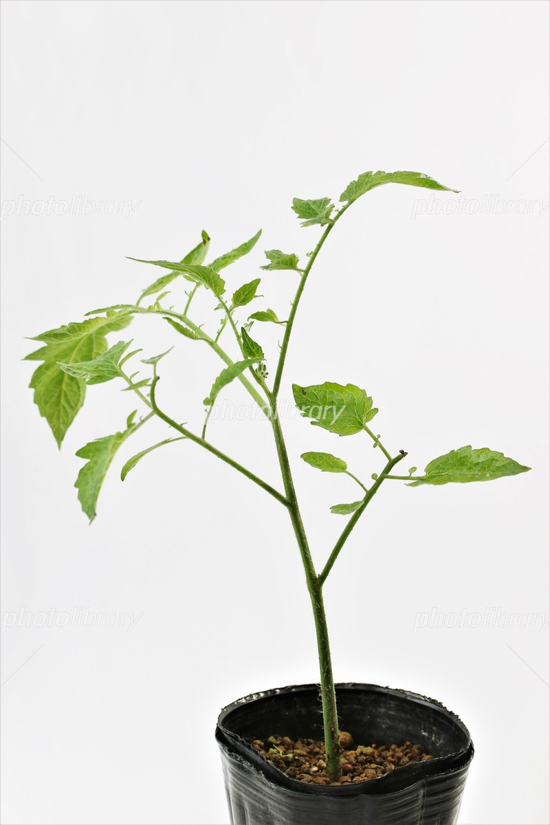 ミニトマトの芽が出ました 2年生・生活科NEWS川村小学校