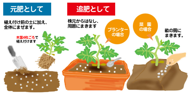 スイカの育て方 – T＆Tナーサリー日光市の苗販売・栽培技術コンサルタント