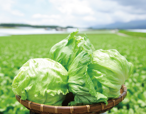 おいしい！に出会える標高1000mへ 天空の地に育つ極上の野菜たち長野県の旬な情報を随時発信！ NAGANO TOPICSしあわせ商談サイトNAGANO