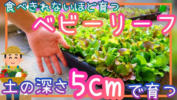 プランターでベビーリーフを育てようプランターで野菜をつくってみよう