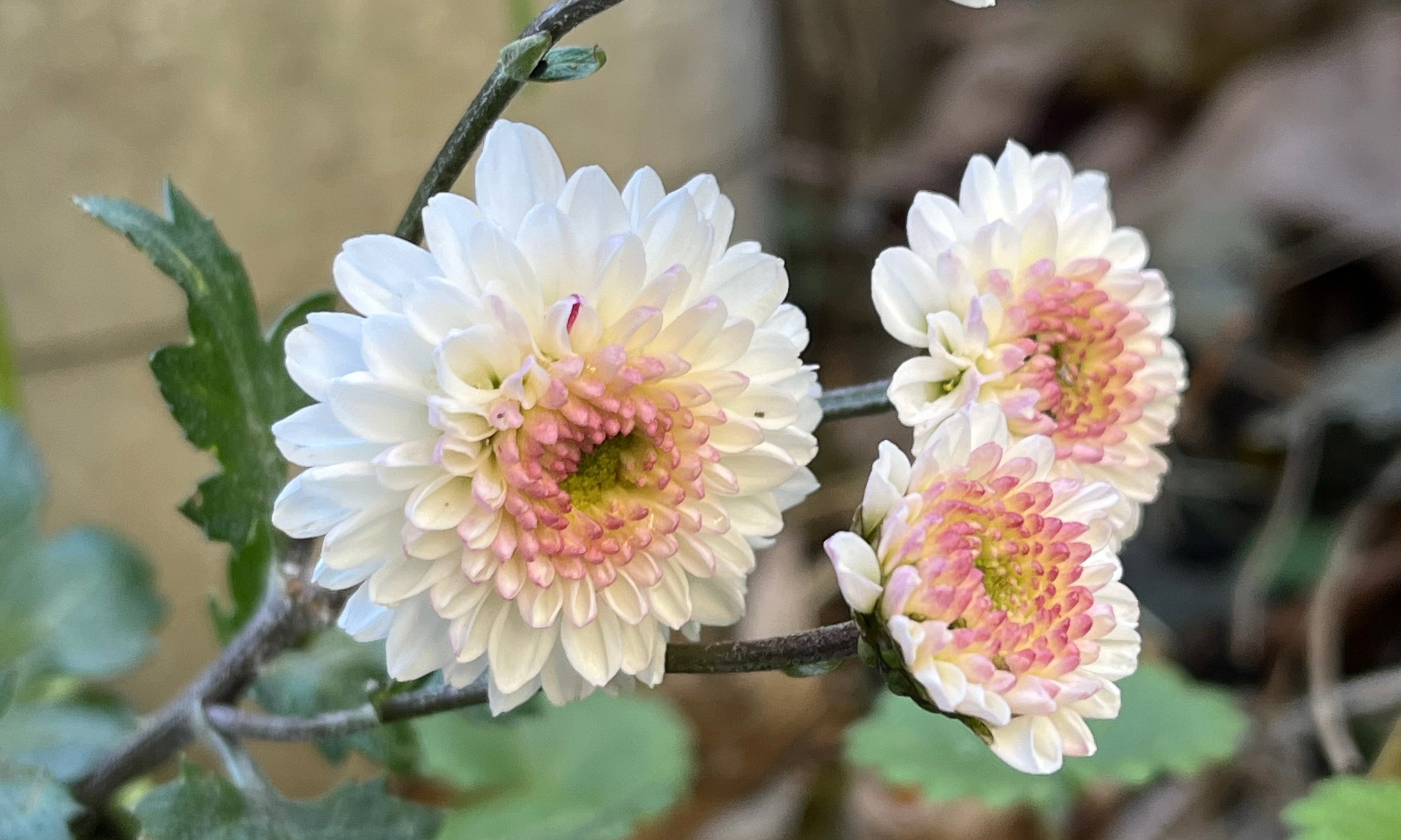 食用菊の植え替え、今年は