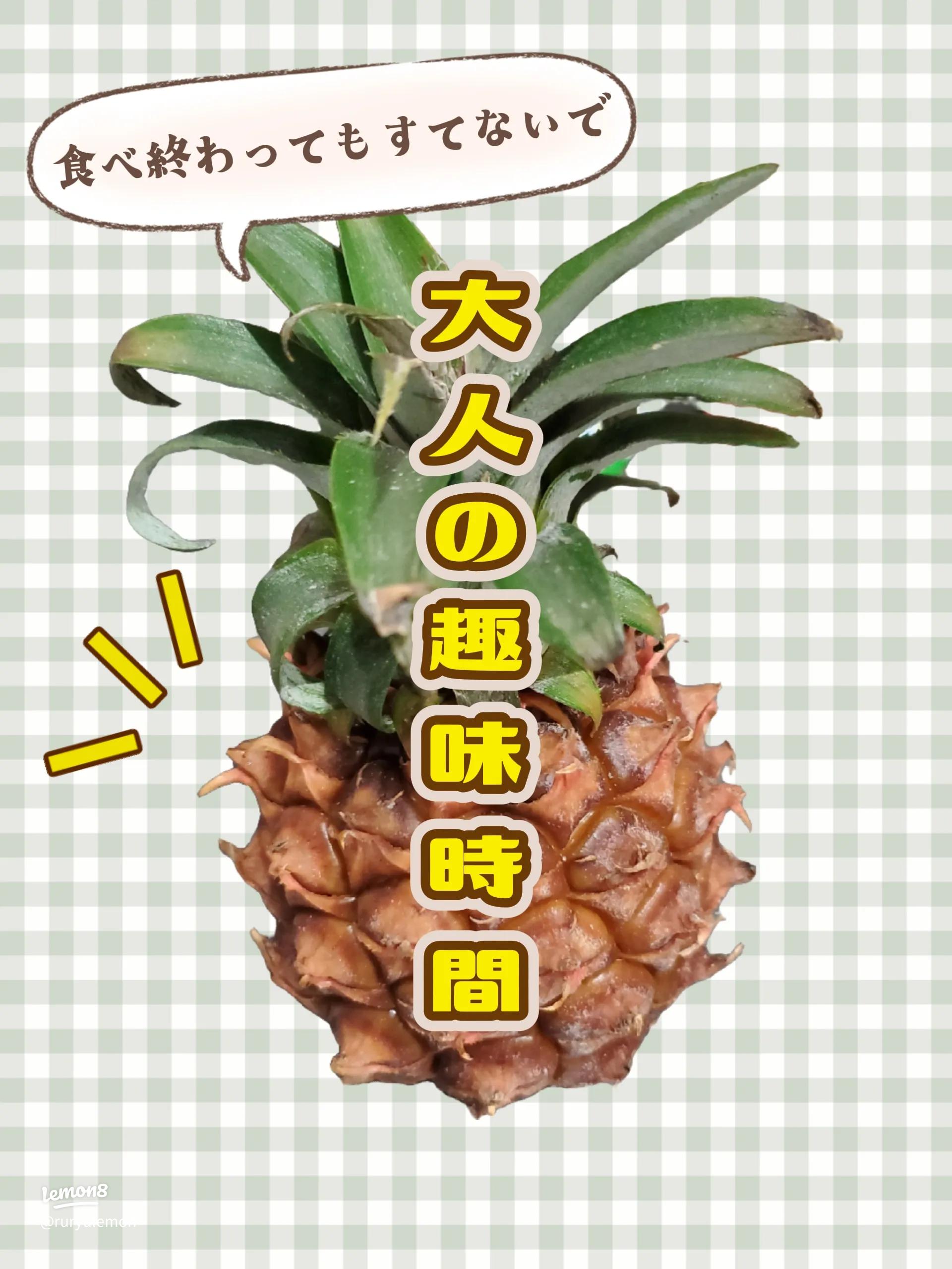 パイナップル 発根苗 み 何度も失敗パイナップルのクラウンを「水栽培」で発根