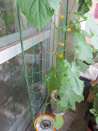 初心者必見！きゅうり花が咲かない時の原因と正しい育て方ガイド観葉植物のある暮らし