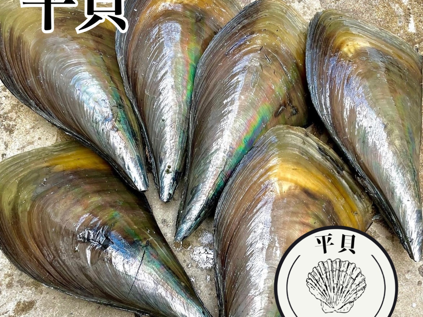平貝とはどんな貝？特徴や旬、味わいから選び方・楽しみ方まで徹底ガイド養殖マスターズ