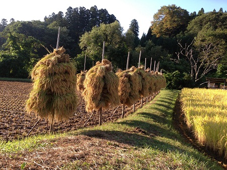 お米を“天日干し”する理由とは？ 稲刈りと、お米にまつわる小話「colocal コロカル」ローカルを学ぶ・暮らす・旅する