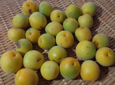 梅仕事〜 青梅を上手に追熟させる方法