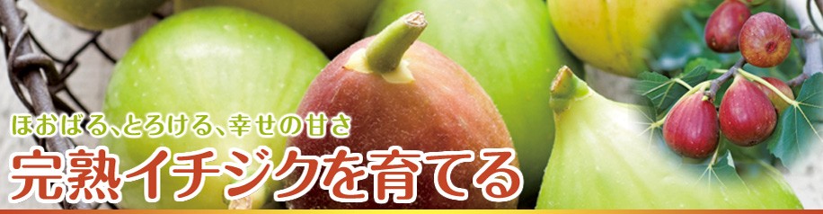 初心者向け イチジク 無花果 の育て方のポイントは7つ収穫時期や栽培に適した環境まで徹底解説！ – マルトヨコーポレーション