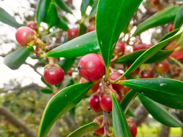 モッコクの実は食べられませんが赤い実が綺麗です - 日々遊遊