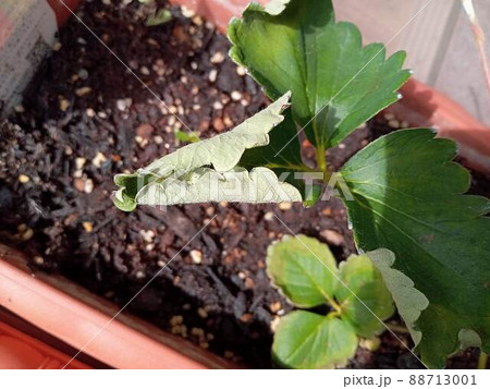 葉焼けいちご名人 株式会社大雅