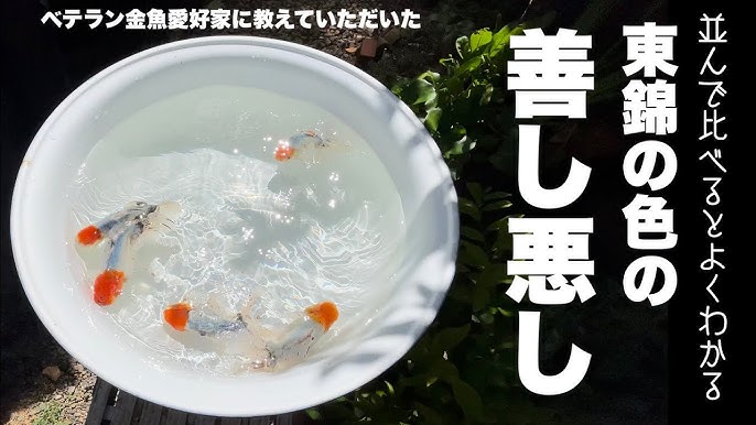 家にある調味料で作れる！どんな魚にも合う絶品だれ５種サンキュ