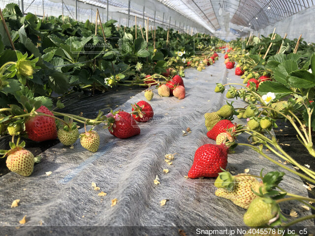 苺栽培 冬の二重カーテン - 農地所有適格法人 株式会社 和創