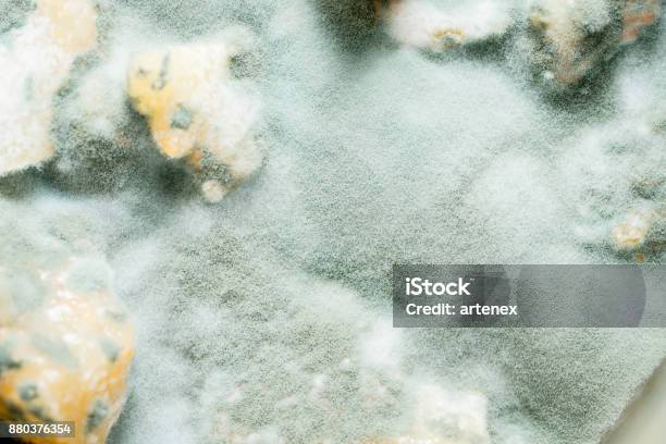 白い皿にカビの生えたパン。パンの緑、白、黒の菌類。期限切れの食べ物。不健康な食品。パンの菌類の写真素材・画像素材 Image 145348428